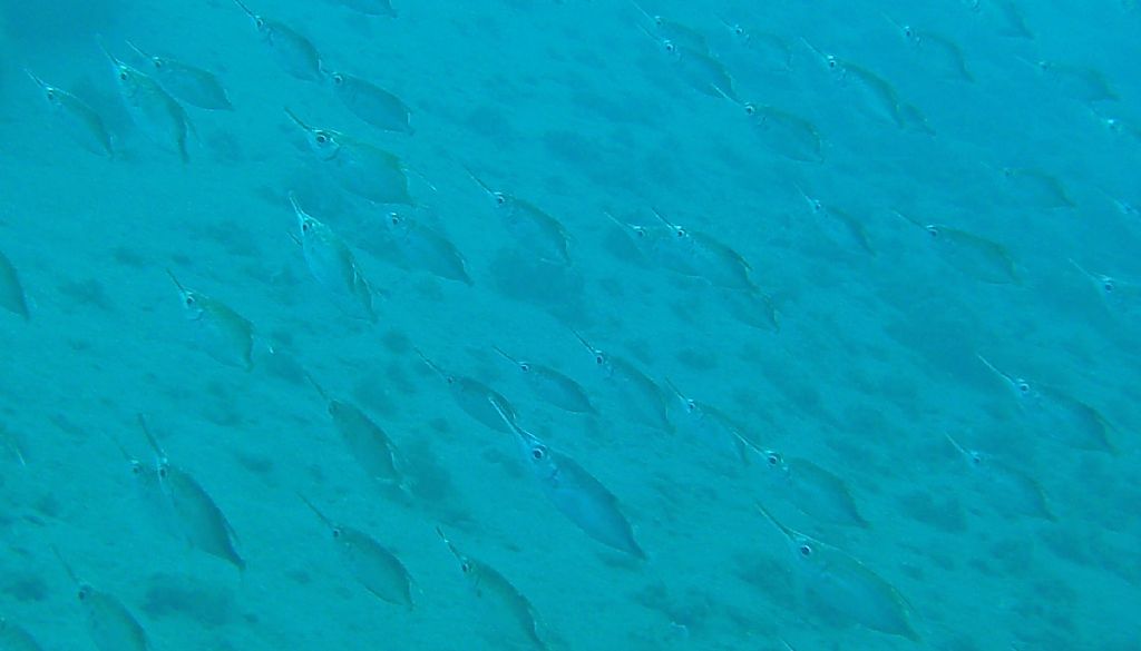 Immersioni nello stretto di Messina